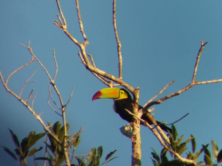 On The Road - Mike S - Belize, December 2021 part one. Birds of Pook's Hill lodge 8