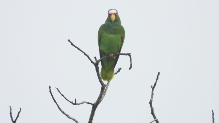 On The Road - Mike S - Belize, December 2021 part one. Birds of Pook's Hill lodge 6