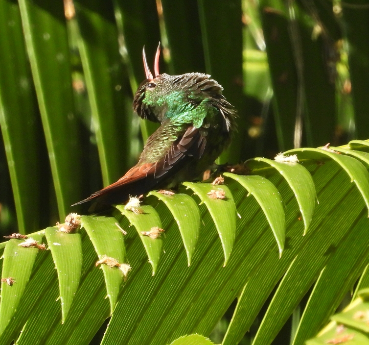 On The Road - Mike S - Belize, December 2021 part one. Birds of Pook's Hill lodge 3