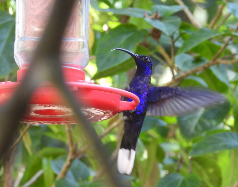 On The Road - Mike S - Belize, December 2021 part one. Birds of Pook's Hill lodge 5