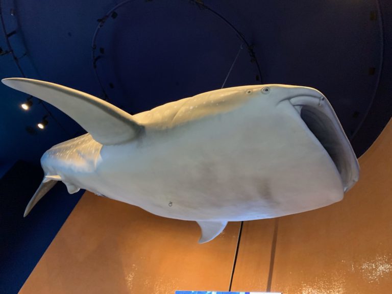 On The Road - Captain C - Atlanta November 2019 Part 2:  The Georgia Aquarium part 1 2