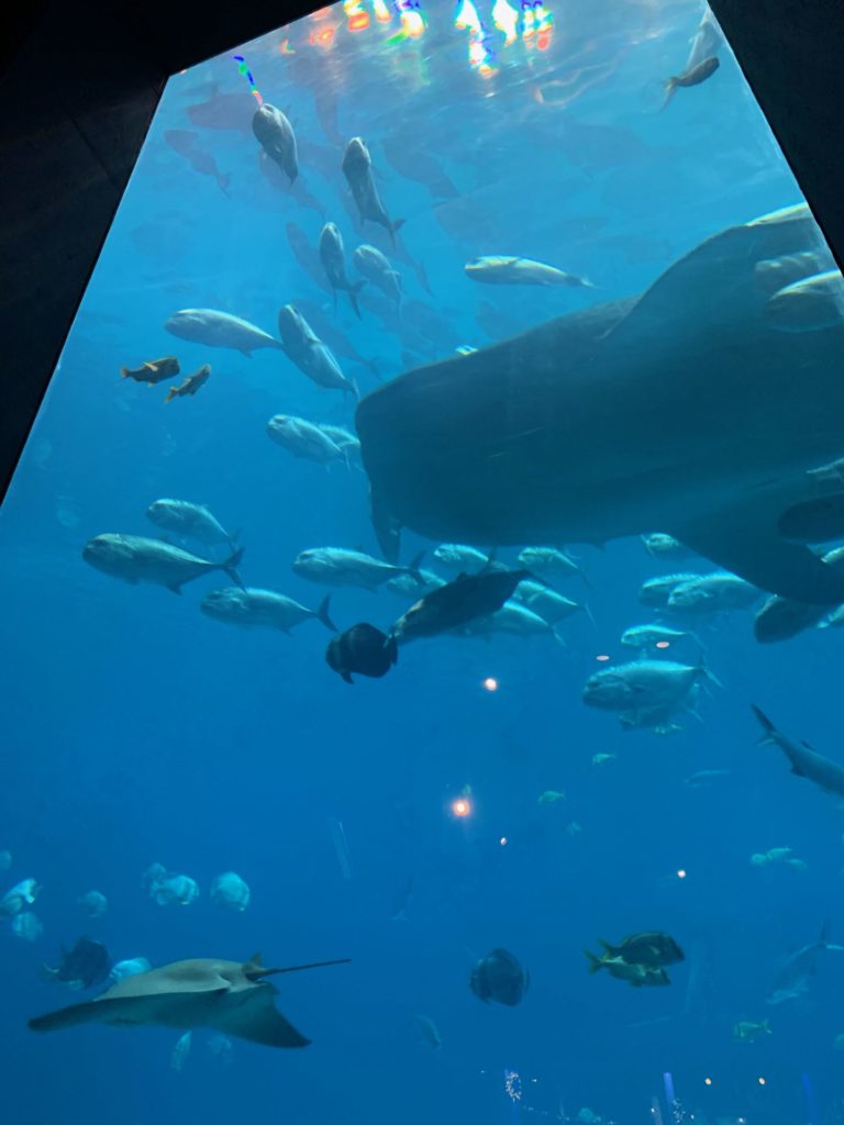 On The Road - Captain C - Atlanta November 2019 Part 2:  The Georgia Aquarium part 1