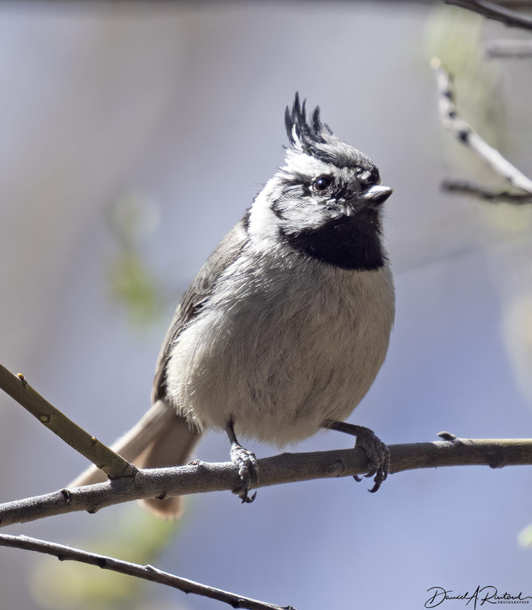 On The Road - Albatrossity - Springtime in Arizona - Week 2 9