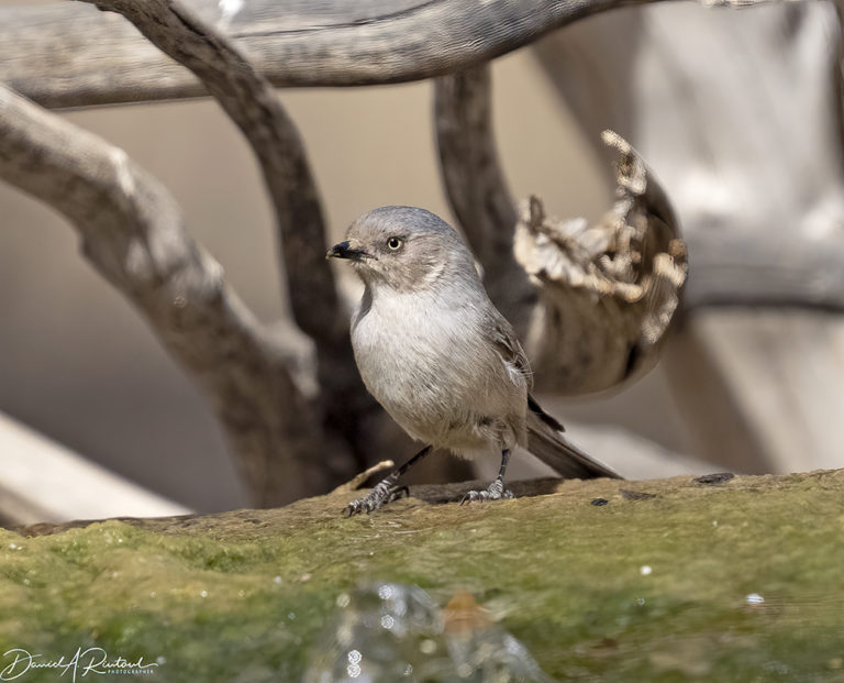 On The Road - Albatrossity - Springtime in Arizona - week 1 1