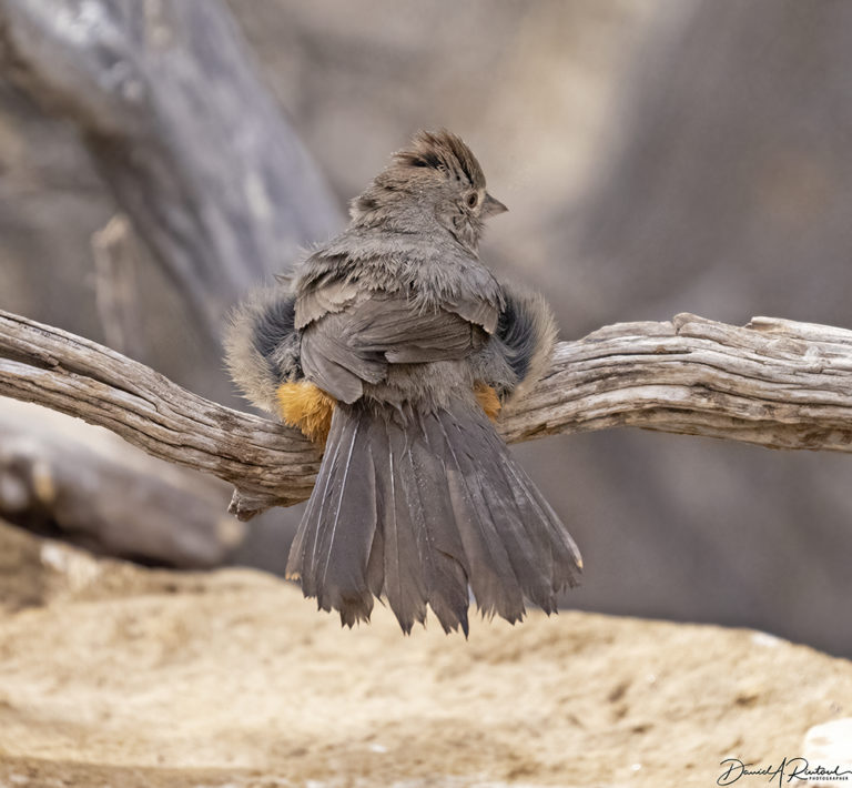 On The Road - Albatrossity - Springtime in Arizona - Week 2 8