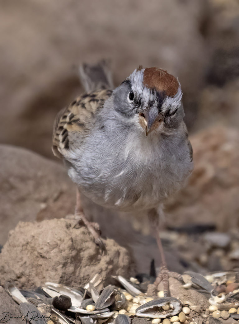 On The Road - Albatrossity - Springtime in Arizona - Week 3 5