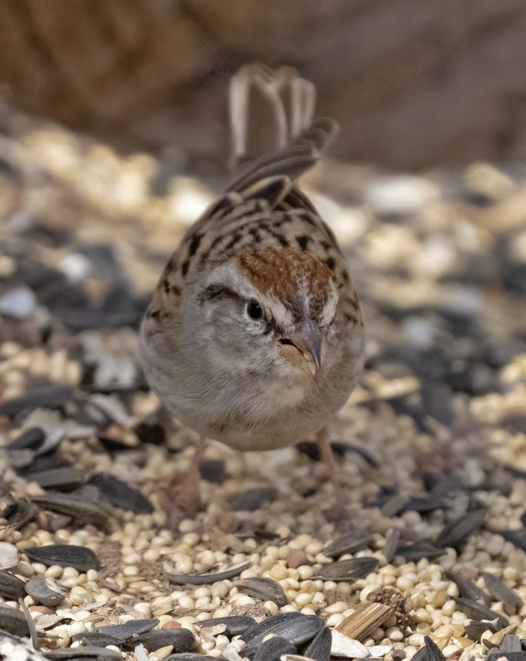 On The Road - Albatrossity - Springtime in Arizona - Week 3 7