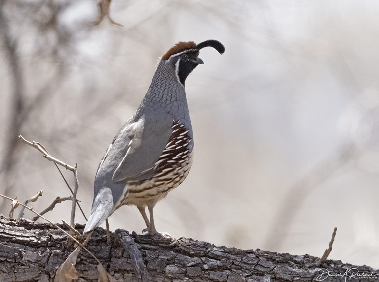 On The Road - Albatrossity - Springtime in Arizona - Week 4 7