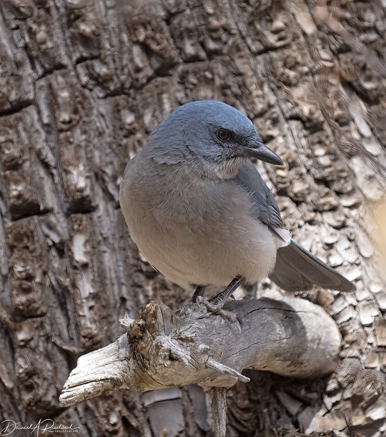 On The Road - Albatrossity - Springtime in Arizona - week 1 2