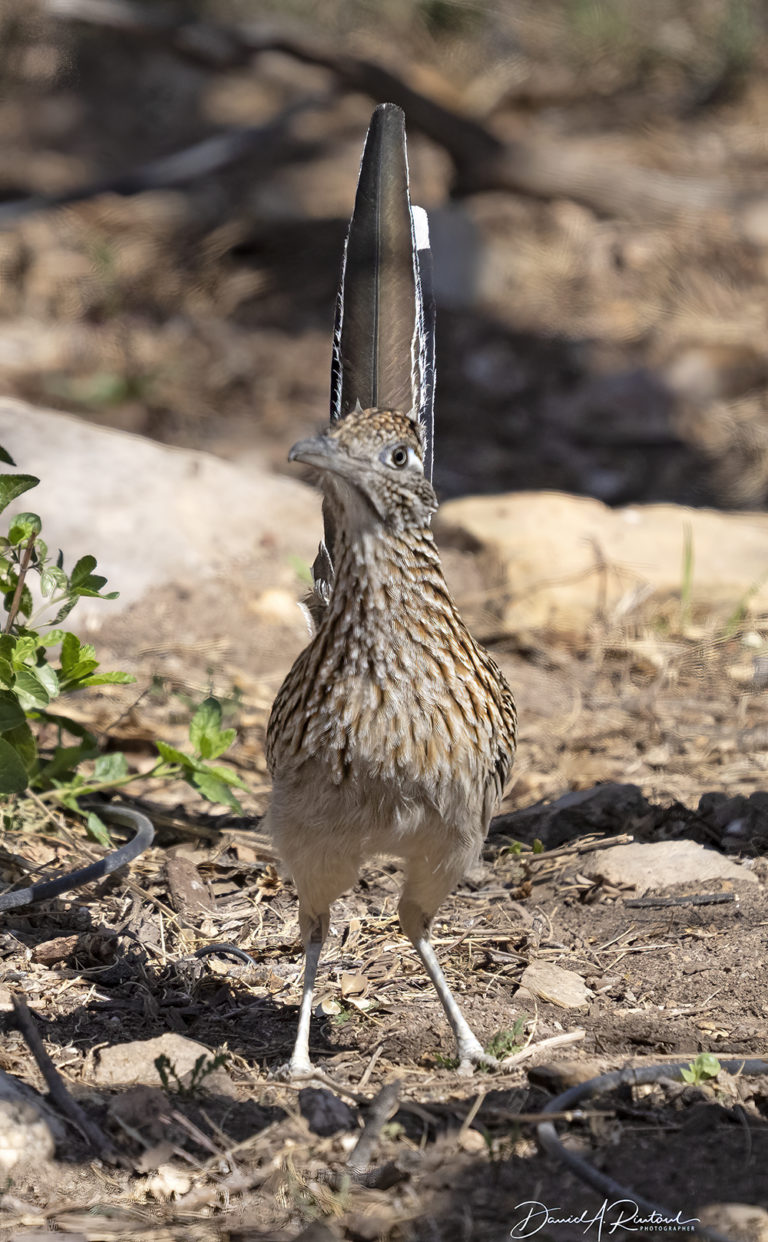 On The Road - Albatrossity - Springtime in Arizona - week 1 5