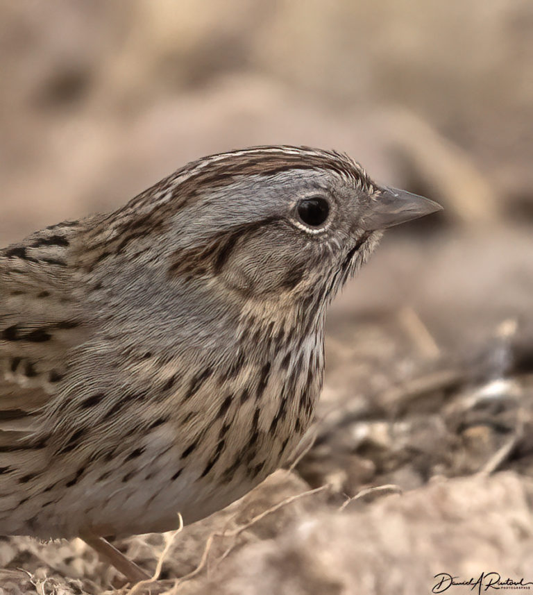 On The Road - Albatrossity - Springtime in Arizona - Week 4 2