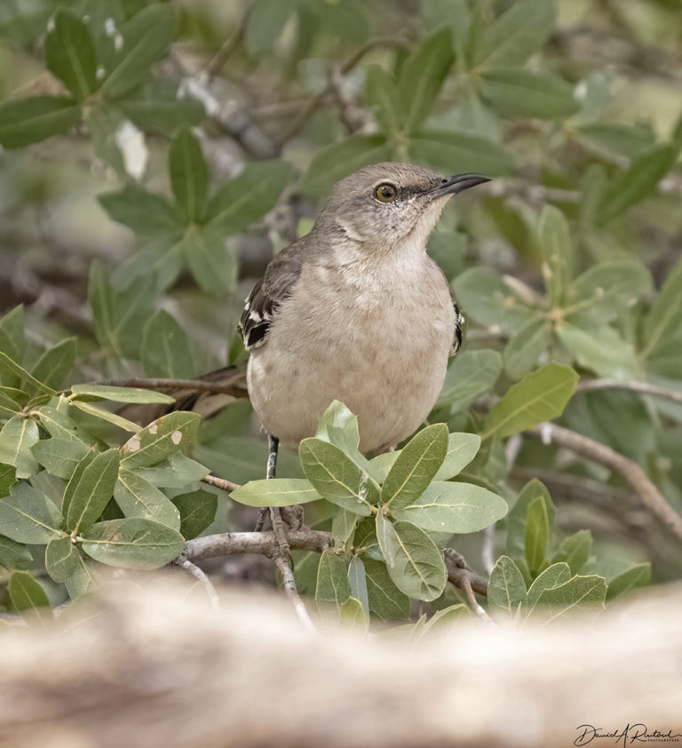 On The Road - Albatrossity - Springtime in Arizona - Week 4 8