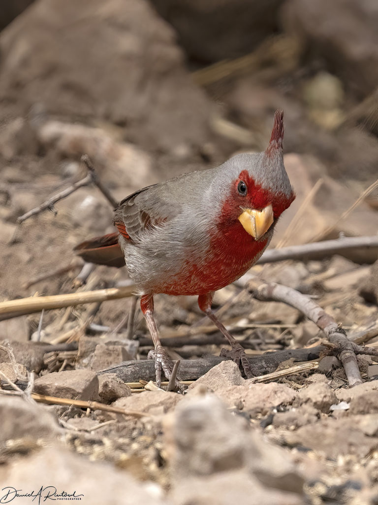 On The Road - Albatrossity - Springtime in Arizona - Week 2