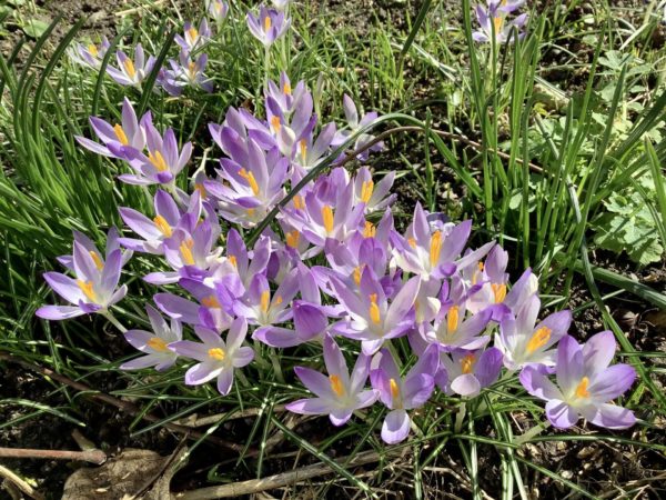 Sunday Morning Garden Chat: Spring Is Coming...