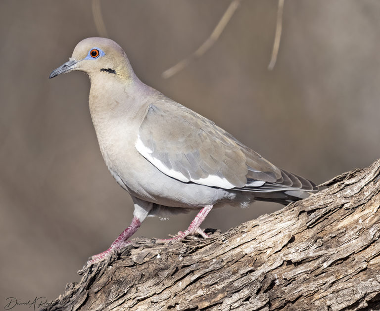 On The Road - Albatrossity - Springtime in Arizona - week 1 4