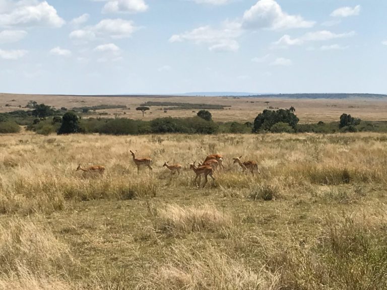 On The Road - way2blue - Massi Mara, Kenya in July 3 of 6 1