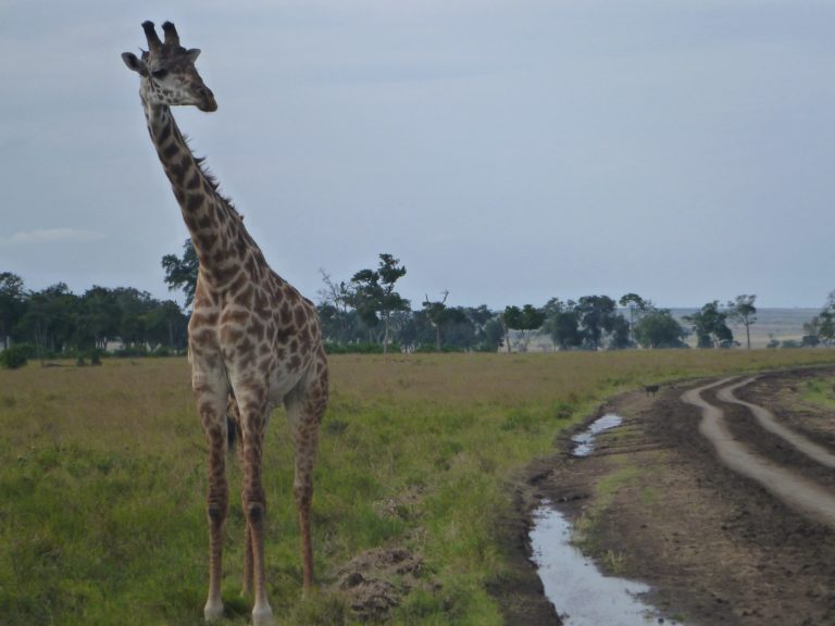 On The Road - way2blue - Massi Mara, Kenya in July 1 of 6 6