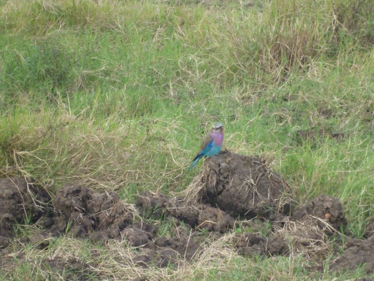 On The Road - way2blue - Massi Mara, Kenya in July 1 of 6 5