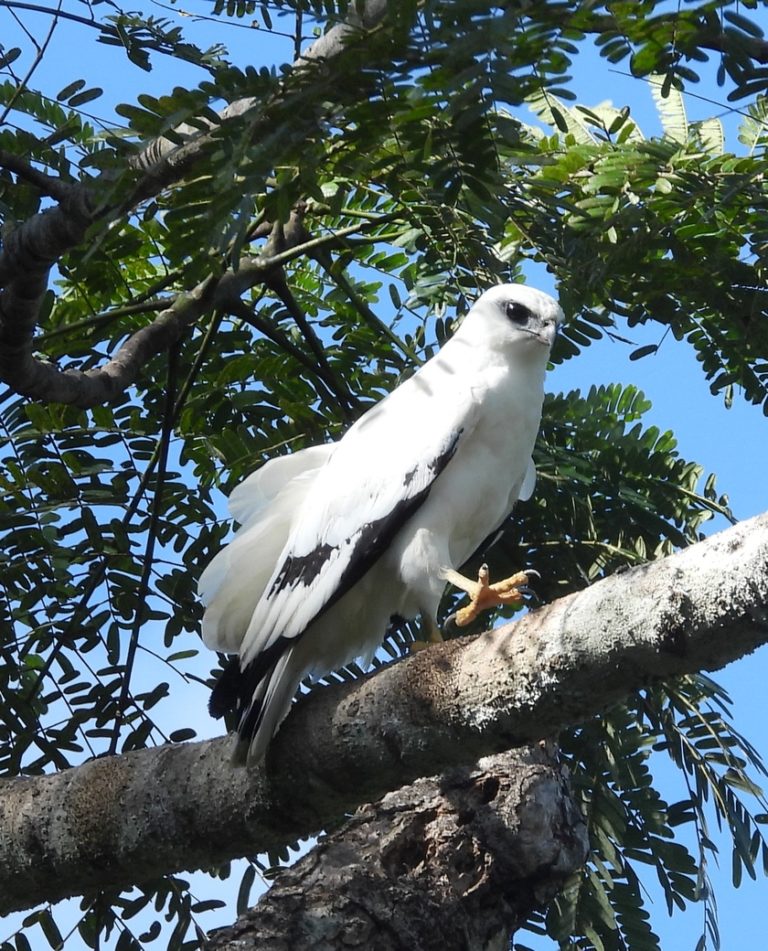 On The Road - Mike S (Now with a Democratic Congressperson!) - Belize, December 2021 part Three,  Raptors around Gallon Jug Farm 8