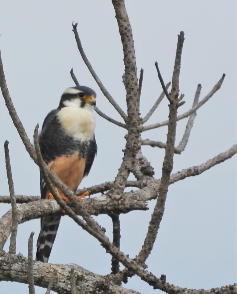 On The Road - Mike S (Now with a Democratic Congressperson!) - Belize, December 2021 part Three,  Raptors around Gallon Jug Farm 7