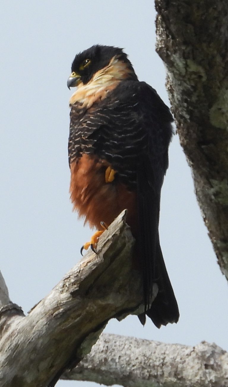 On The Road - Mike S (Now with a Democratic Congressperson!) - Belize, December 2021 part Three,  Raptors around Gallon Jug Farm 5