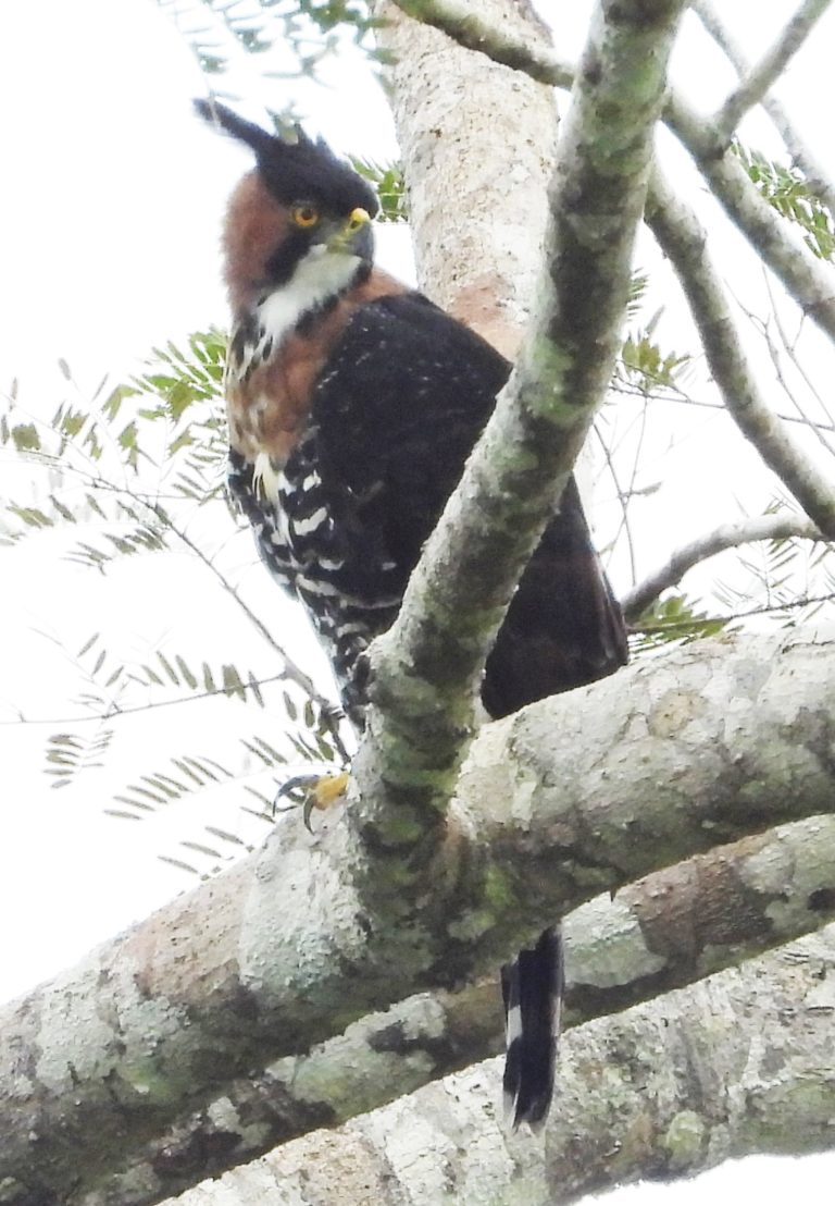 On The Road - Mike S (Now with a Democratic Congressperson!) - Belize, December 2021 part Three,  Raptors around Gallon Jug Farm 3