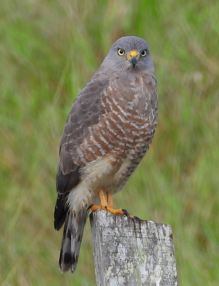 On The Road - Mike S (Now with a Democratic Congressperson!) - Belize, December 2021 part Three,  Raptors around Gallon Jug Farm 2