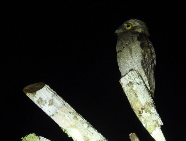 On The Road - Mike S (Now with a Democratic Congressperson!) - Belize, December 2021 part Three,  Raptors around Gallon Jug Farm 1