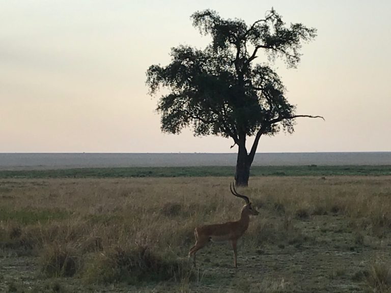 On The Road – way2blue – Massi Mara, Kenya in July 4 of 6 1