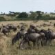 On The Road - way2blue - Massi Mara, Kenya in July 2 of 6