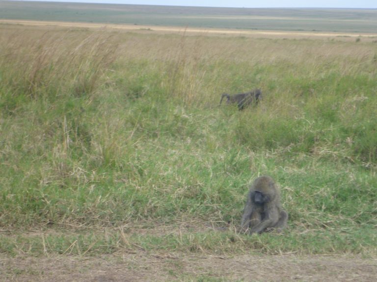 On The Road - way2blue - Massi Mara, Kenya in July 1 of 6