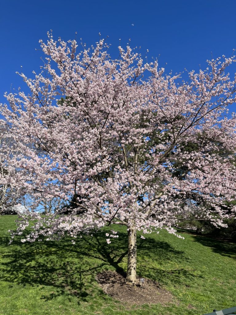 On The Road - Benw - New York Botanical Garden, April 2022 1