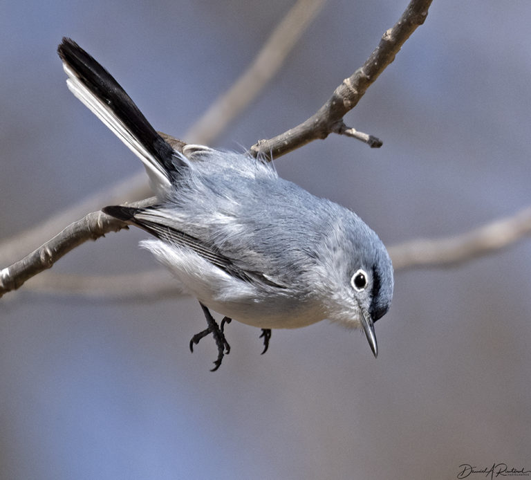 On The Road - Albatrossity - Spring 2022 in Flyover Country - week 1 2