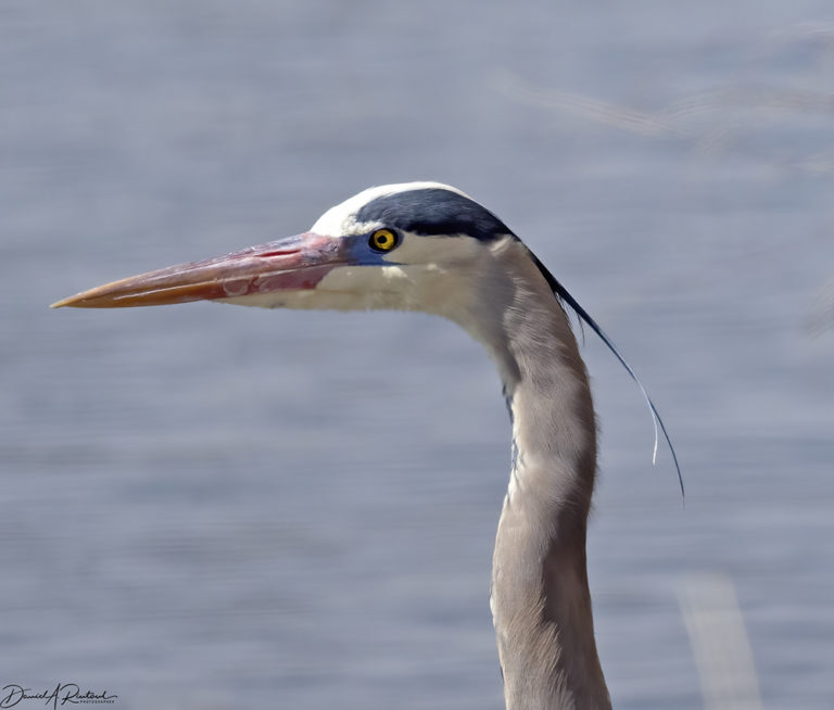 On The Road - Albatrossity - Springtime in Arizona - Week 5
