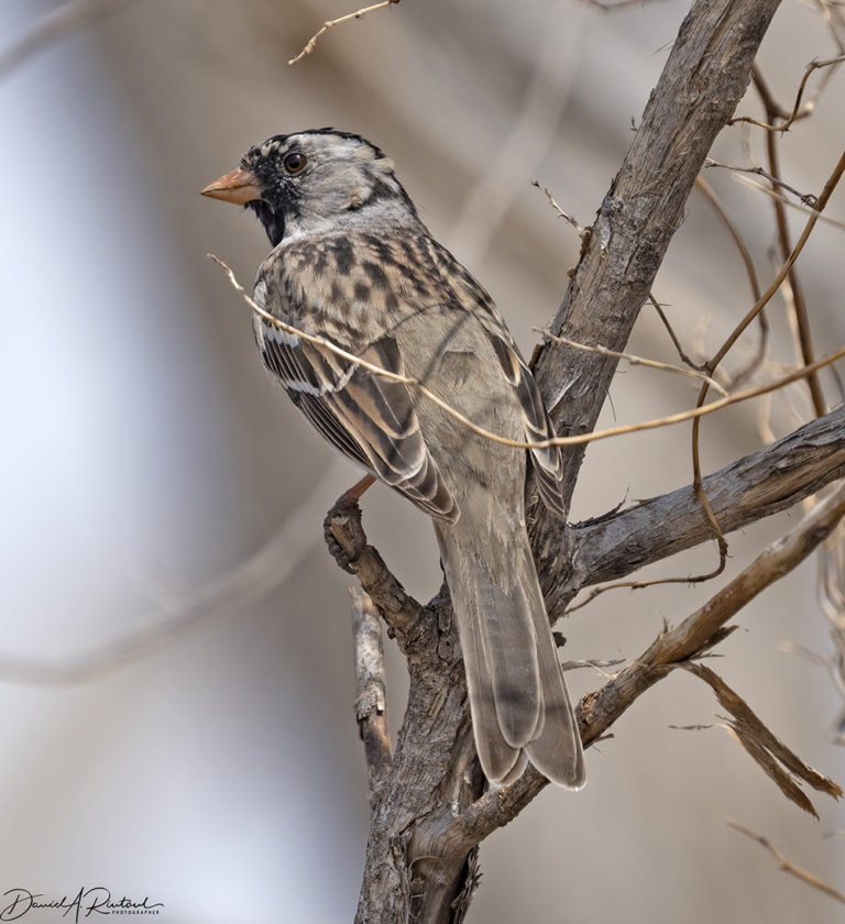 On The Road - Albatrossity - Spring 2022 in Flyover Country - week 1 9