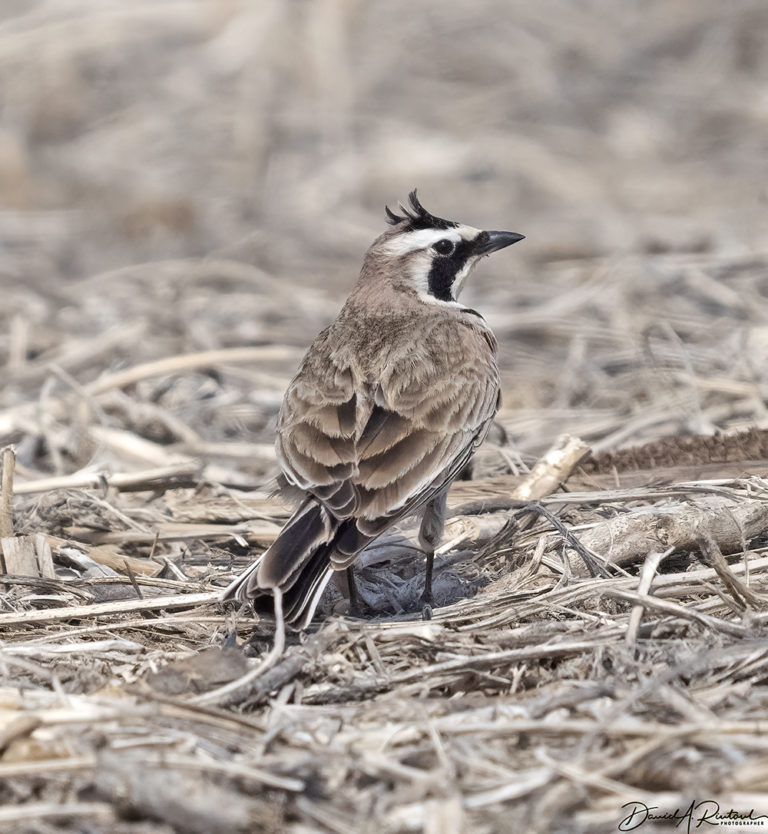 On The Road - Albatrossity - Spring 2022 in Flyover Country - Week 2 8