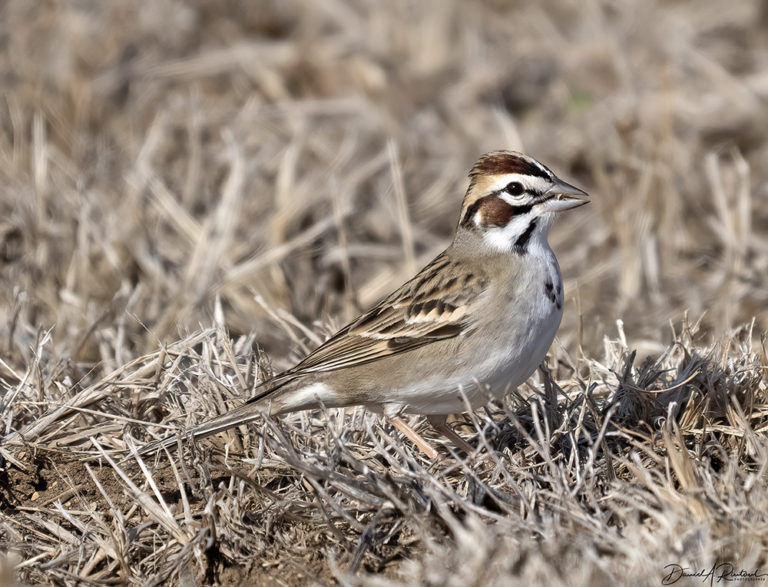 On The Road - Albatrossity - Spring 2022 in Flyover Country - Week 2 7