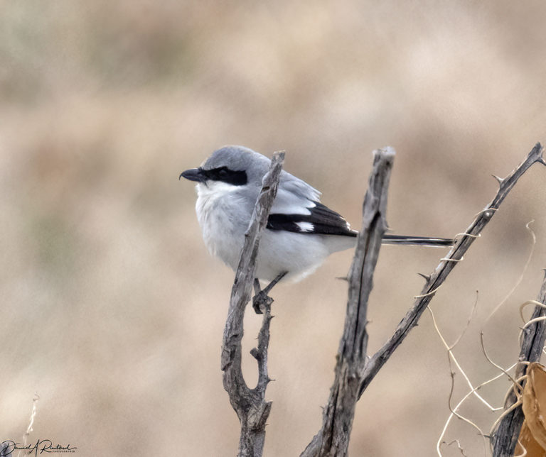 On The Road - Albatrossity - Spring 2022 in Flyover Country - Week 2 5