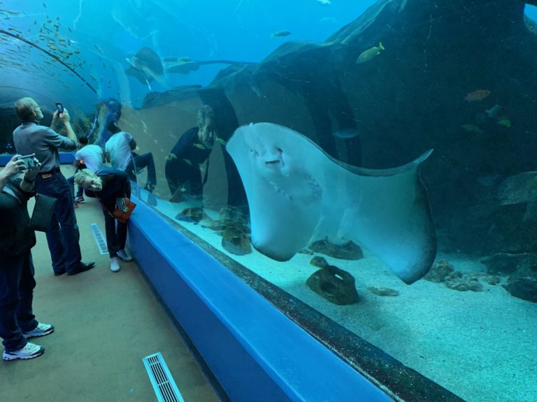 On The Road - Captain C - Atlanta November 2019 Part 2:  The Georgia Aquarium part 1 8