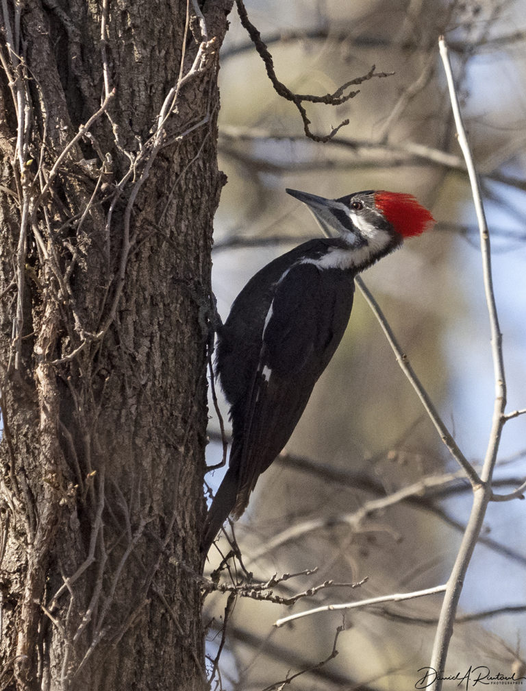 On The Road - Albatrossity - Spring 2022 in Flyover Country - week 1 4