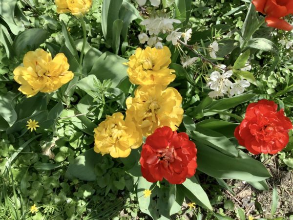 Sunday Morning Garden Chat:  Spring Moves Forward 1