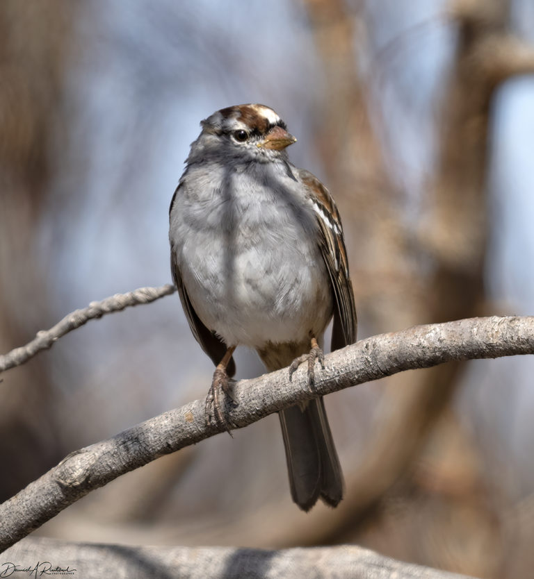 On The Road - Albatrossity - Spring 2022 in Flyover Country - week 1 7