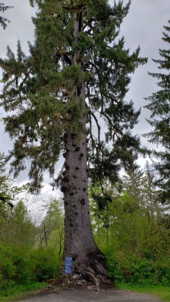 On The Road - PaulB - Olympic National Park: Lake Quinault 1