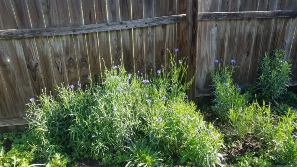 Sunday Morning Garden Chat:  Oklahoma Spring, Okay! 2