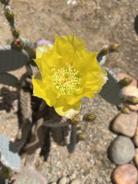 Sunday Morning Garden Chat:  Prickly Plants, Gorgeous Flowers 1