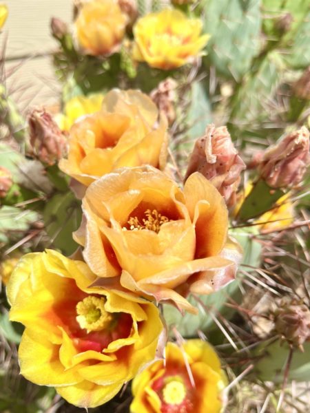 Sunday Morning Garden Chat:  Prickly Plants, Gorgeous Flowers 3