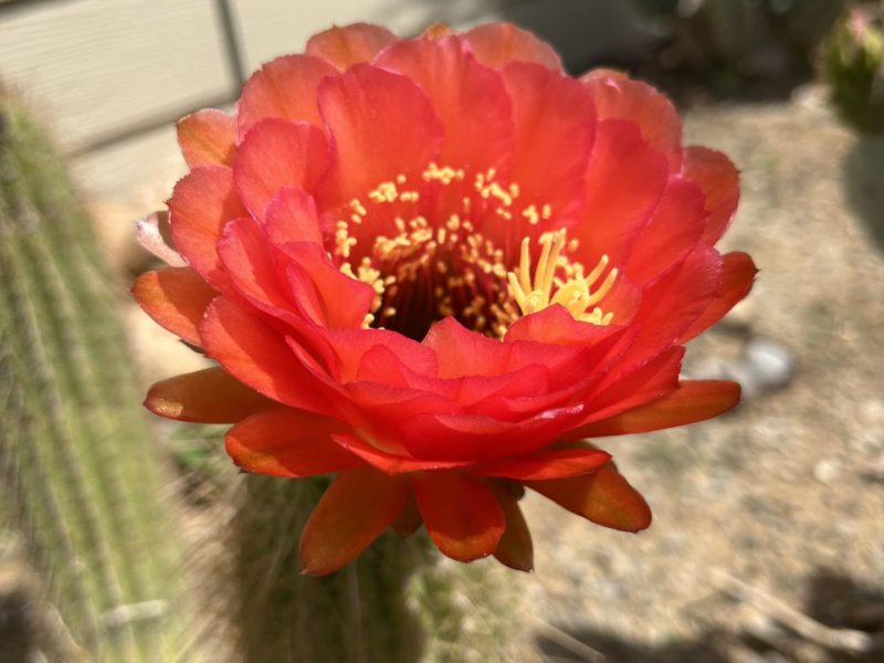 Sunday Morning Garden Chat:  Prickly Plants, Gorgeous Flowers