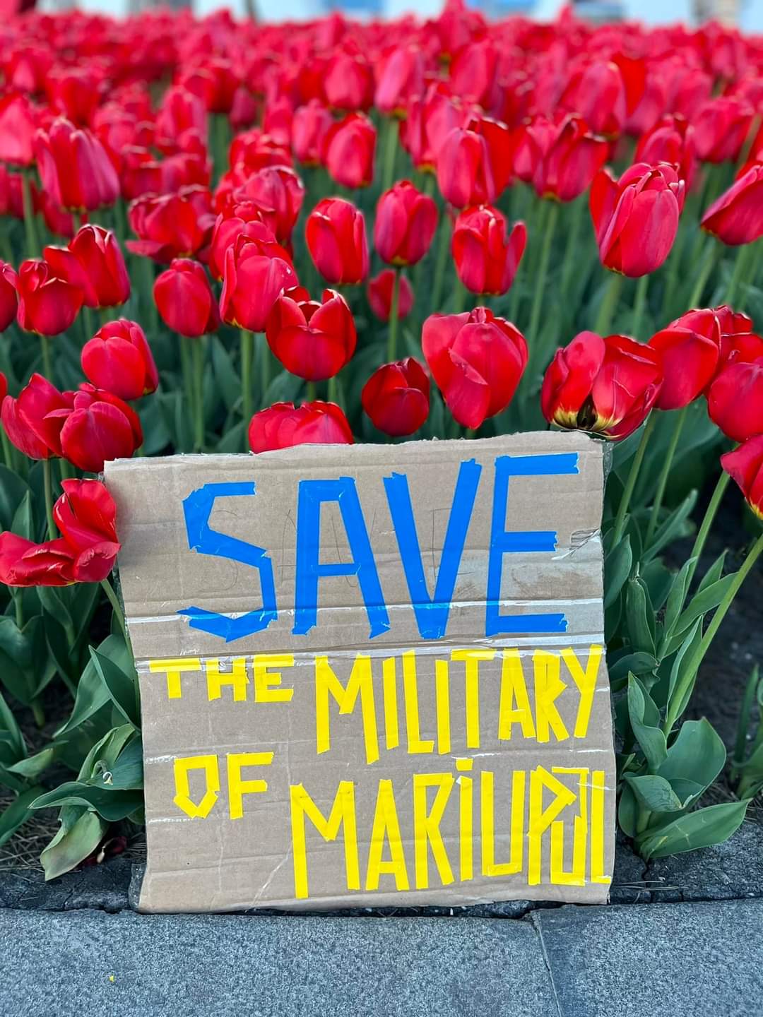 A picture of red tulips in bloom. In front of them is a sign with "Save The Military of Mariupol" painted on it in Ukrainian Blue and Yellow. Save is in blue, the rest in yellow.