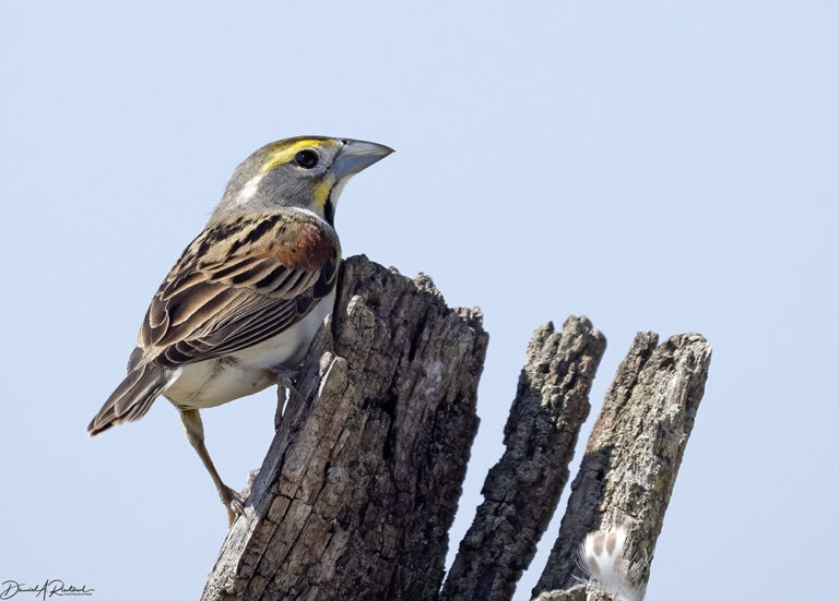 On The Road - Albatrossity - Spring 2022 in Flyover Country - Week 5 19