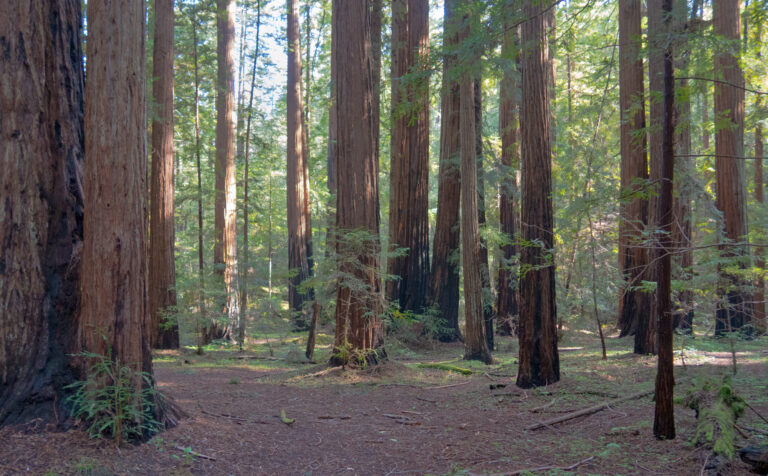 On The Road - JanieM - Mendocino 2 of 5 8